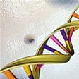 DNA雙基因螺旋結構