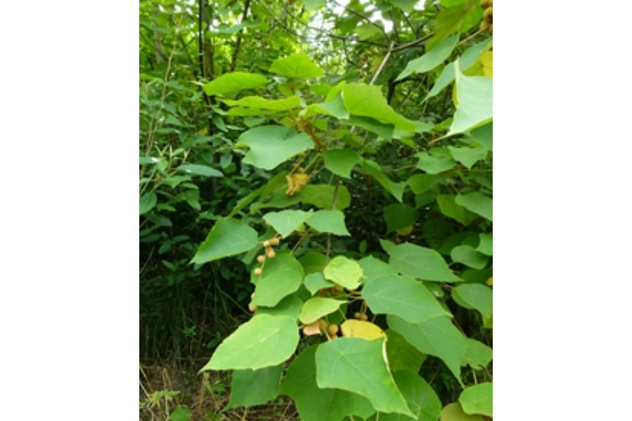 毛桐(大戟科野桐屬植物) 毛桐(大戟科野桐屬植物)