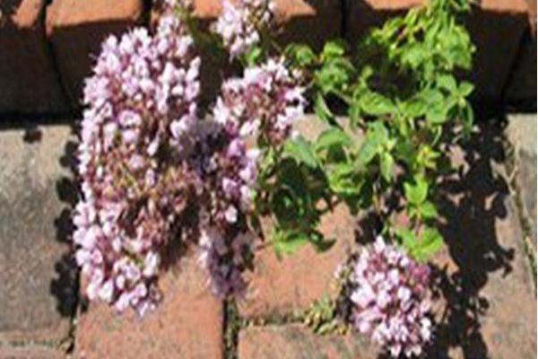 Origanum vulgare \x27Aureum Crispum\x27 Origanum vulgare \x27Aureum Crispum\x27