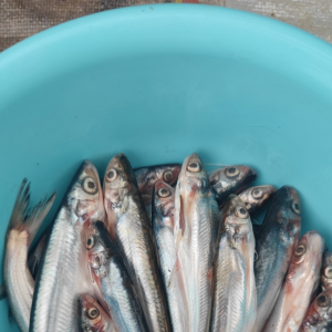 中華鯡鮎