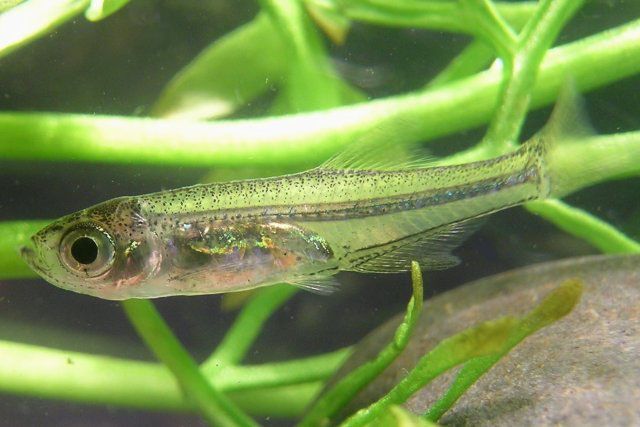 蓋氏小波魚 蓋氏小波魚