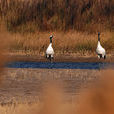 江蘇鹽城濕地珍禽國家級自然保護區