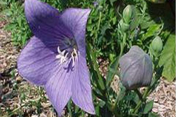 Platycodon grandiflorus \x27Astra Blue\x27 Platycodon grandiflorus \x27Astra Blue\x27