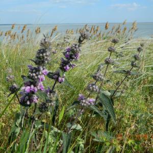 Phlomoides hybrida