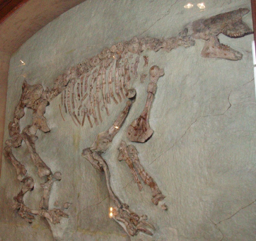 礫爪獸骨骼化石