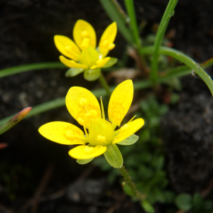 Saxifraga serpyllifolia