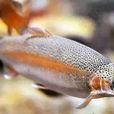 南芬虹鱒魚 南芬虹鱒魚