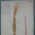 長羽針茅 長羽針茅