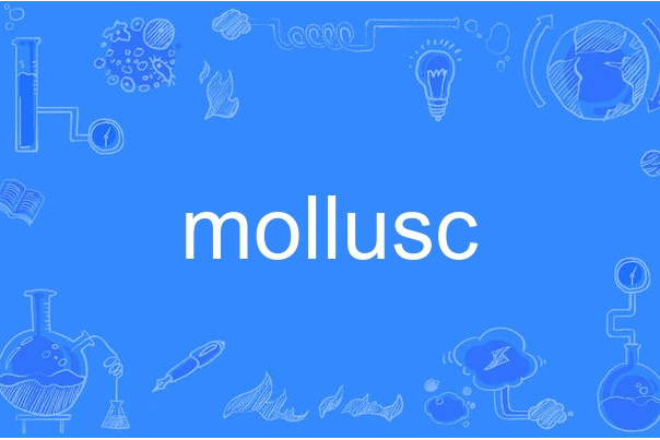 mollusc