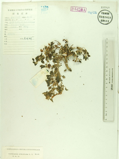 展毛黃芩 展毛黃芩