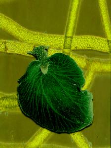 吃食的綠葉海蝸牛