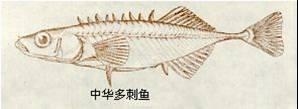 中華多刺魚
