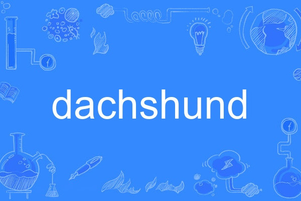 dachshund dachshund