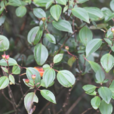 鴨腳茶(中藥) 鴨腳茶(中藥)