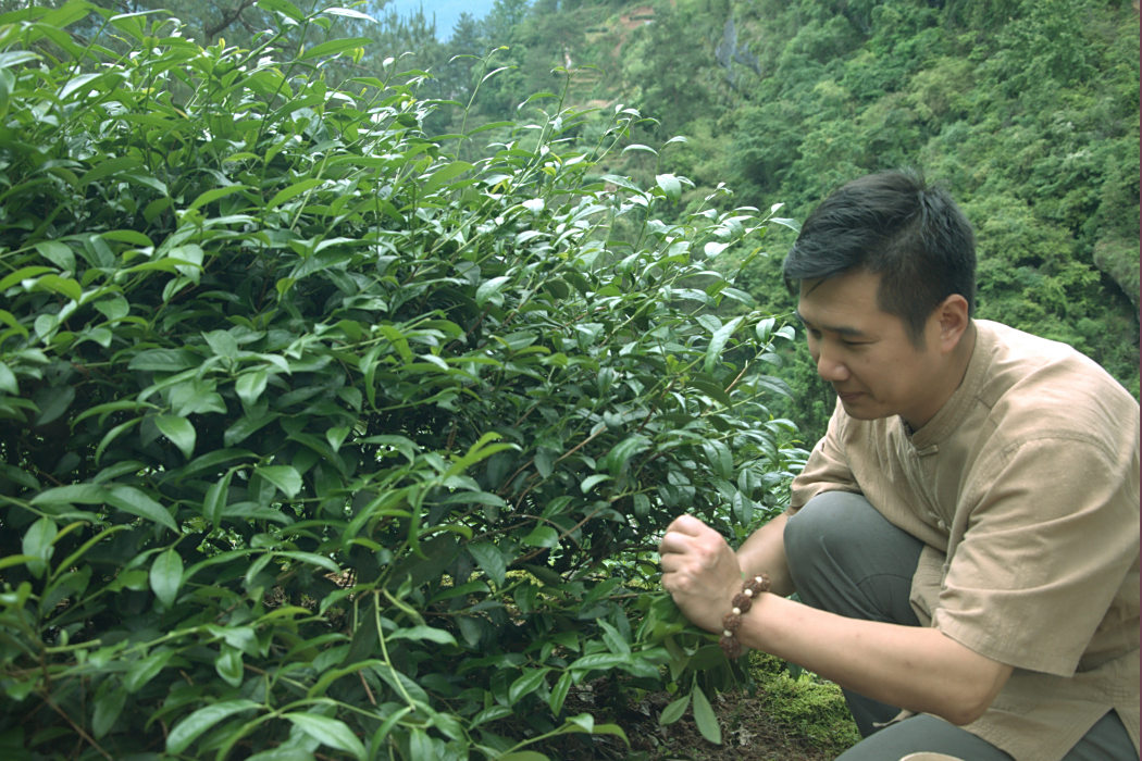 林小明(高級制茶工程師) 林小明(高級制茶工程師)