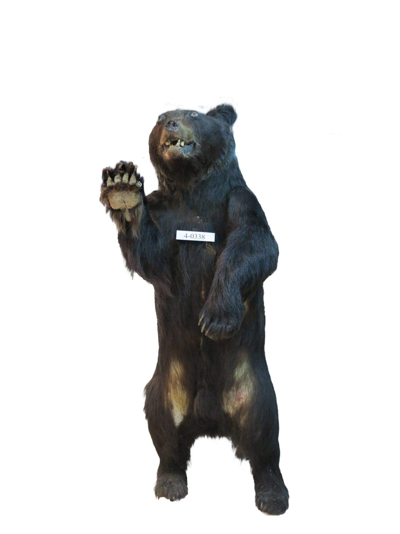 棕熊標本
