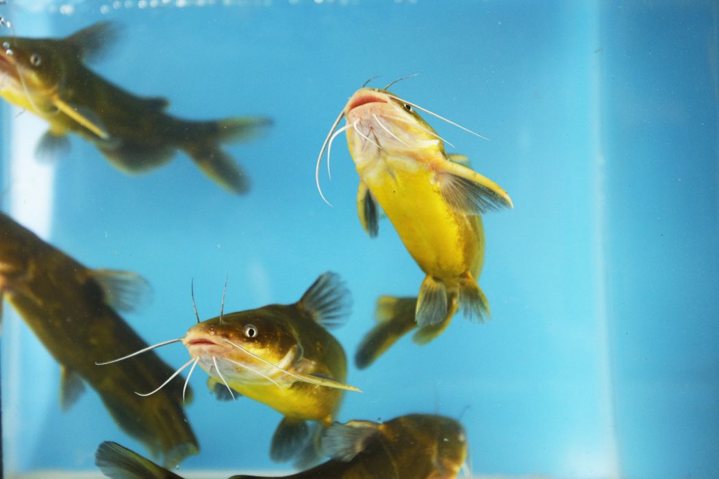 全雄2號 全雄2號