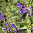 少齒黃芩 少齒黃芩