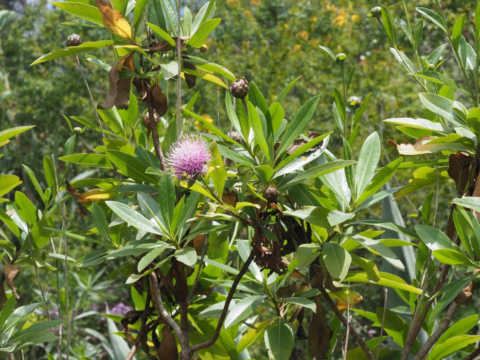 Cheirolophus arbutifolius Cheirolophus arbutifolius