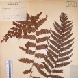 無量山鉤毛蕨 無量山鉤毛蕨