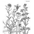 香花芥 香花芥