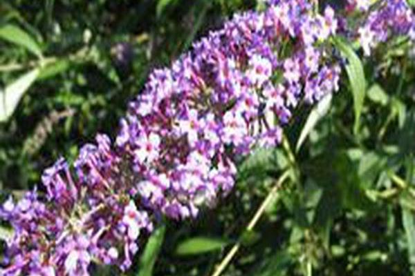 Buddleja davidii \x27Nanho Purple\x27