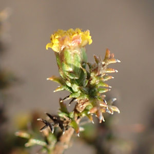 Marasmodes spinosa