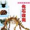 化石收藏 化石收藏