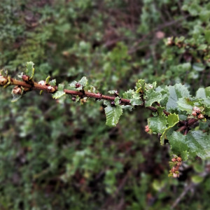Ceanothus gloriosus