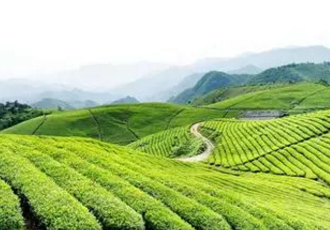 江北茶區 江北茶區