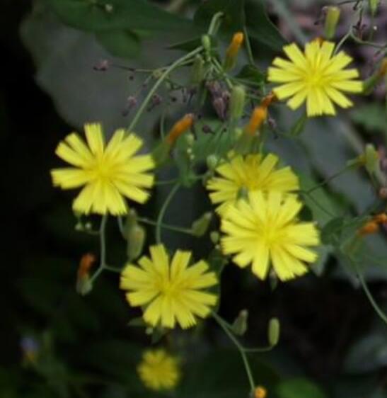 苦蕒菜屬