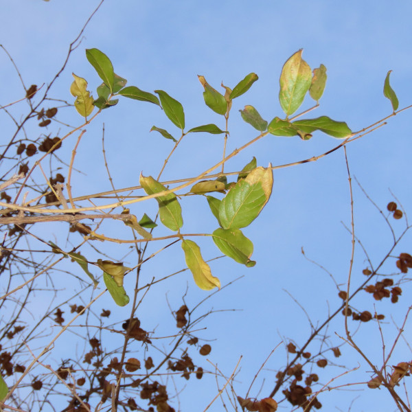 Combretum apiculatum