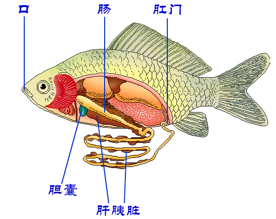 魚的消化系統
