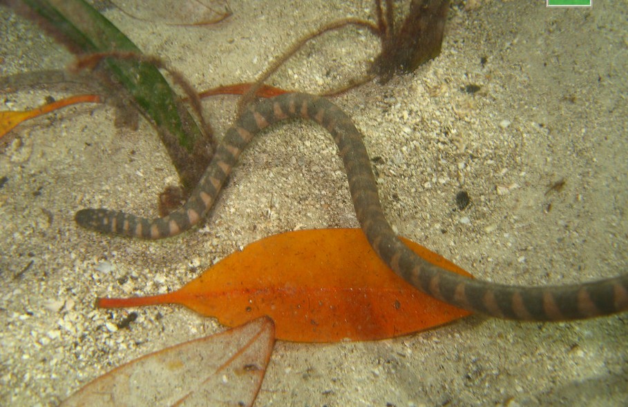菲律賓海蛇(Hydrophis inornatus)