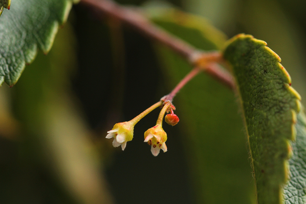 Gerrardina eylesiana