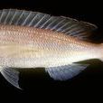 紅棘金線魚