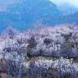 桃花山風景區(遼寧省朝陽市桃花山風景區) 桃花山風景區(遼寧省朝陽市桃花山風景區)
