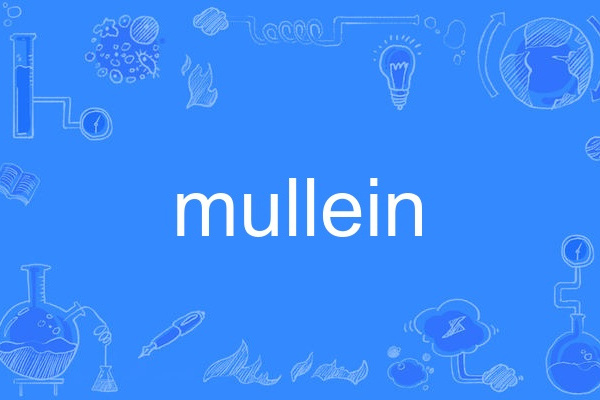 mullein mullein