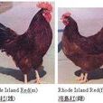 洛島紅雞 洛島紅雞