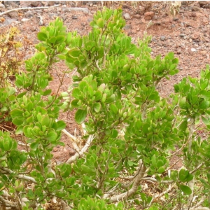 Sinapidendron sempervivifolium