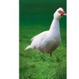 豚鳥 豚鳥