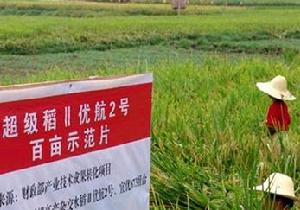 牌坊鄉科學栽種水稻