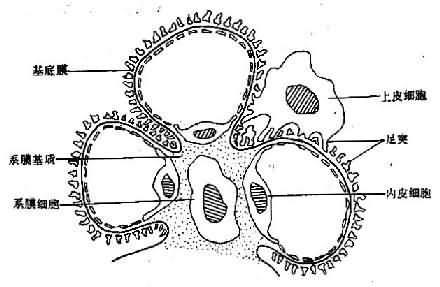 薄腎小球基底膜病