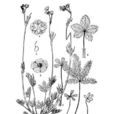 銀背委陵菜 銀背委陵菜