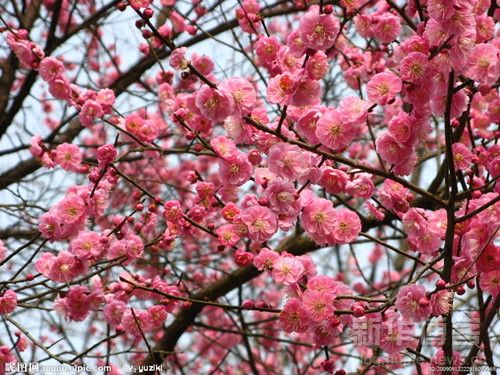梅花二首(梅花·二首)
