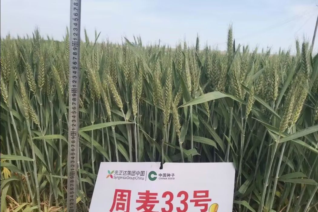 周麥33 周麥33