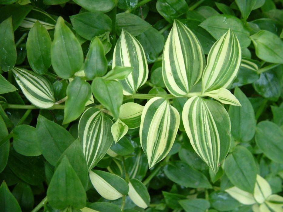 董草 董草