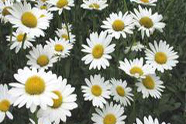 Leucanthemum × superbum \x27Becky\x27 Leucanthemum × superbum \x27Becky\x27