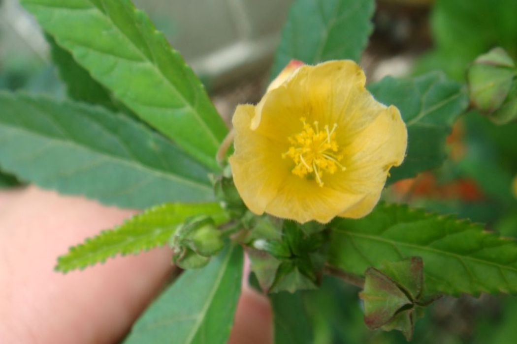 黃花棯 黃花棯