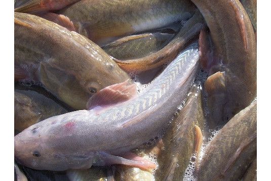 纓光魚屬 纓光魚屬